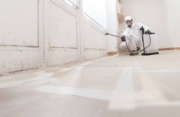 24/7 Emergency Attic Mold Removal experts in Mead, WA