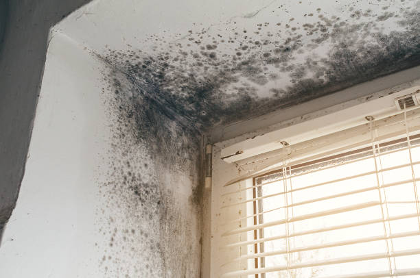 Trusted Attic Mold Removal service in Mead, WA - Cheap Mold Removal