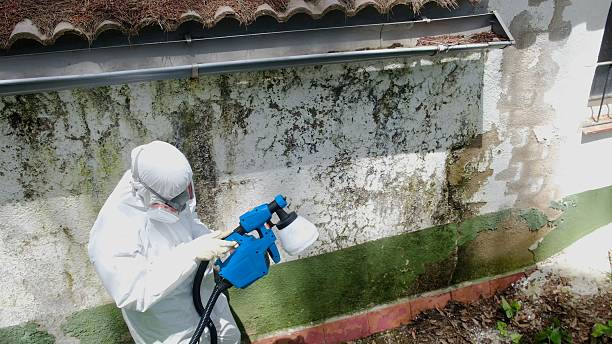 Top rated local Basement Mold Removal specialists in Mead, WA